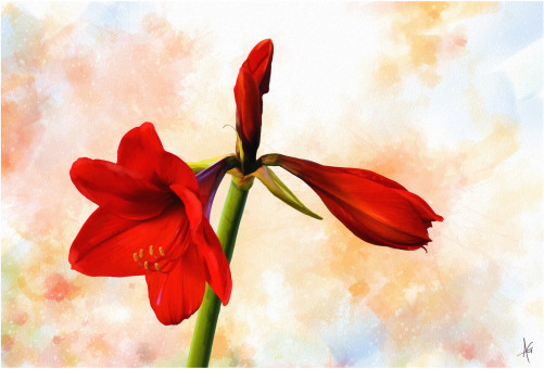 Red Flower Study