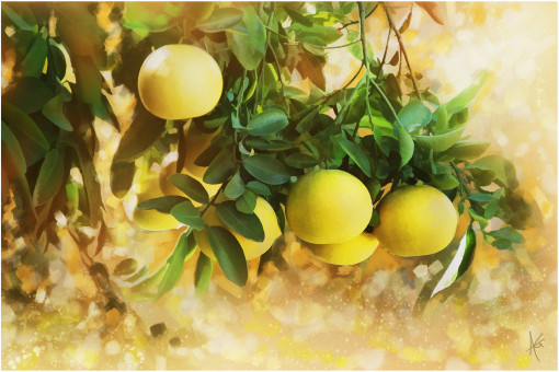 The Grapefruit Tree