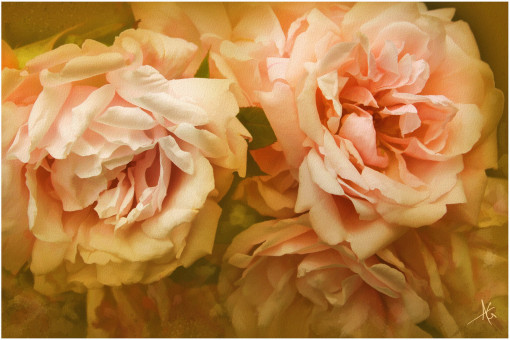 Rosas con Savor a Vino Fino