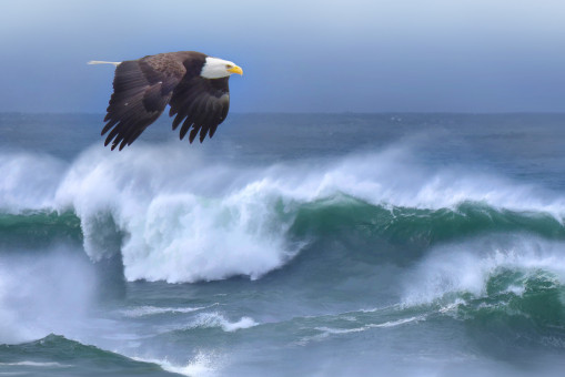 Cobble Beach Visitor