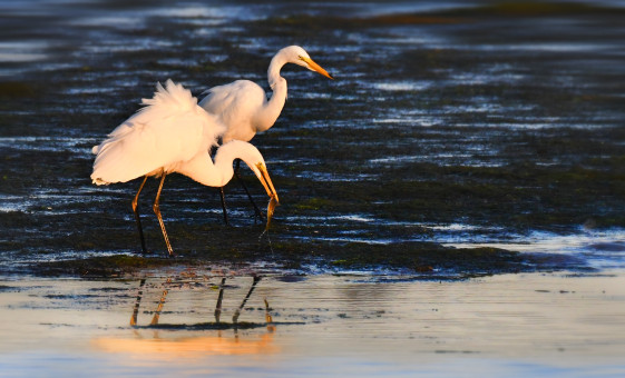 Egret Sunset Catch