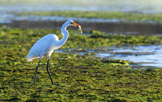 Egret with fish