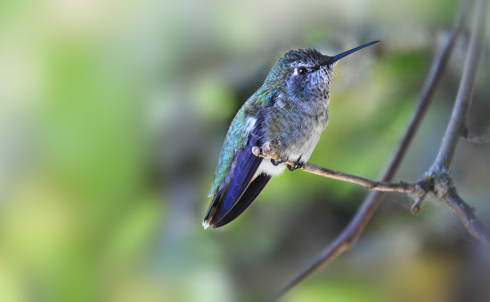 Hummingbird Perched on Branch