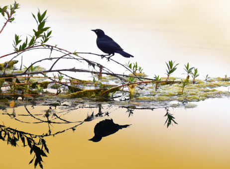 Black Bird Reflection