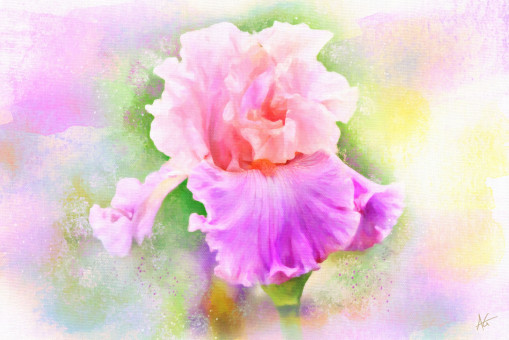 Iris Watercolor Study