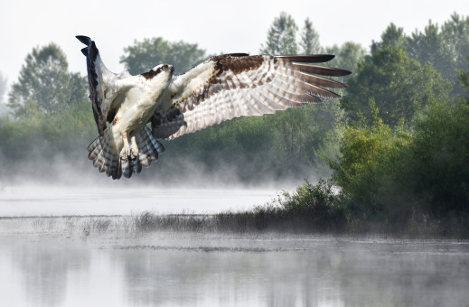 Osprey at Pintail Marsh