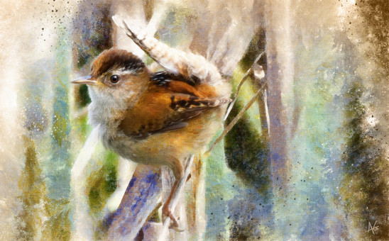 Little Wren Study