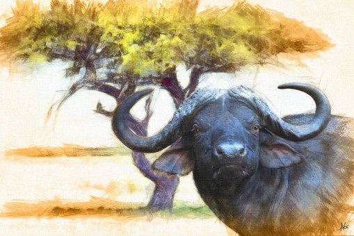 Cape Buffalo Study
