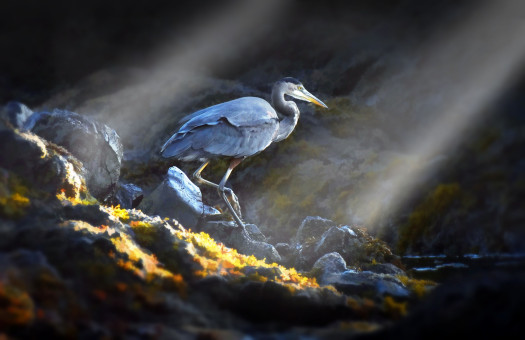 Blue Heron at Cobble Beach