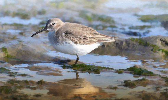 Sandpiper at the Estuary