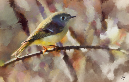 Ruby crowned Kinglet Study