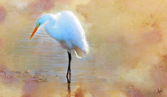 Egret Study