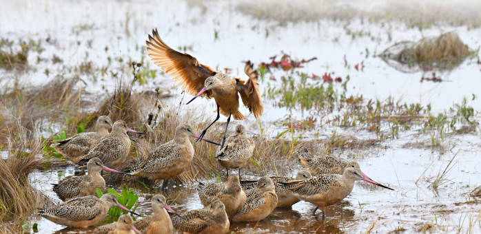 Marbled Godwit Flock