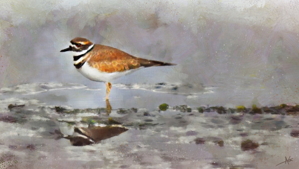 Killdeer Study