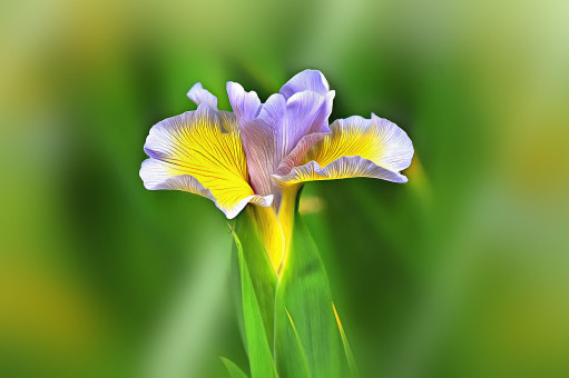 Iris Striking Beauty