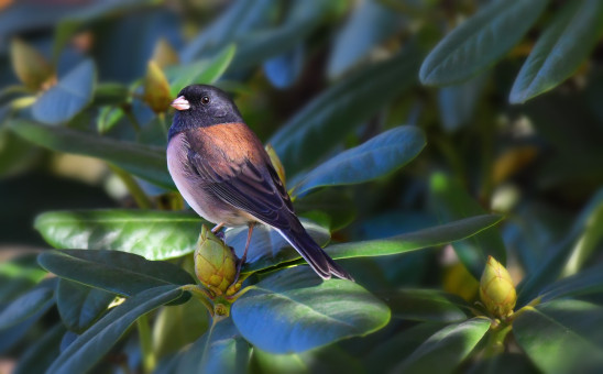 Dark-Eyed Junco