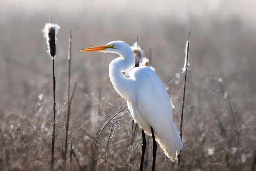 Egret by Cattails