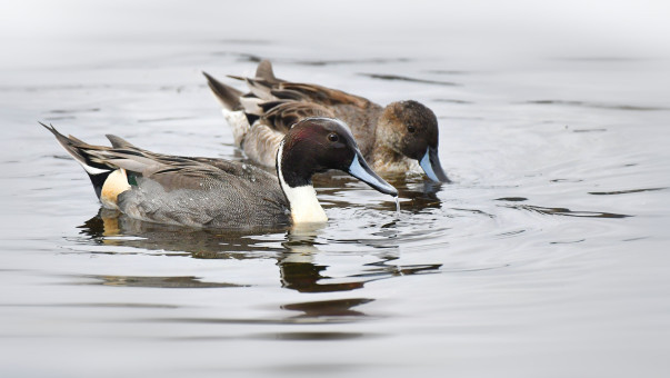 Pintail Pair