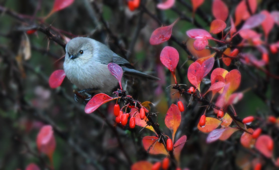 Bushtit