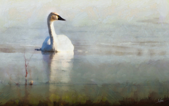 Swan Study