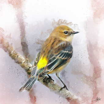 Yellow-rumped Warbler Study