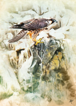 Peregrine Falcon Study