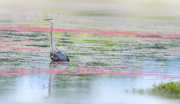 Blue Heron at Ankeny