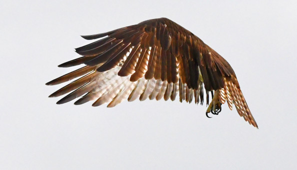 Osprey Wings