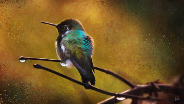 A Hummingbird Study
