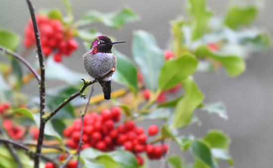 Like a Christmas Decoration