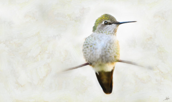 Hummingbird Portrait Study