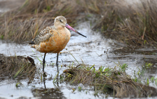Marbled Godwit