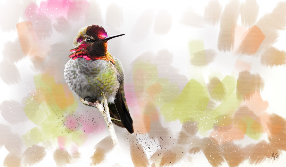 Hummingbird Study