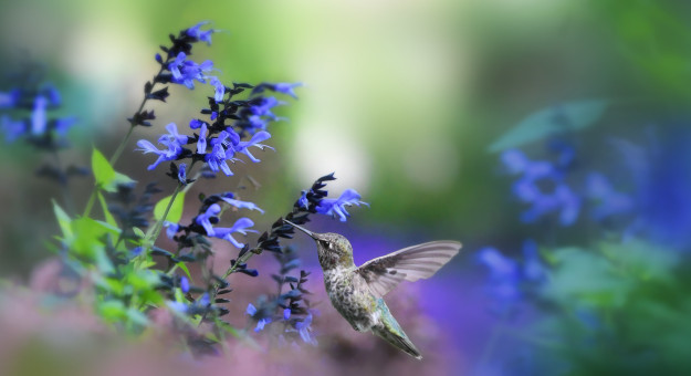 The Blue Flower Garden