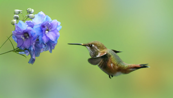 Spring Hummingbird