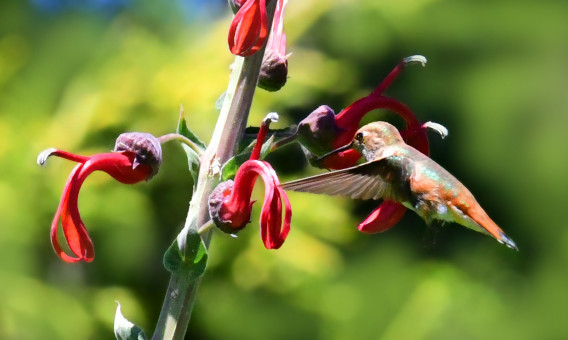 One Happy Hummingbird