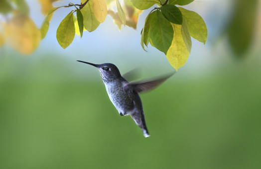 Burning With Curiosity