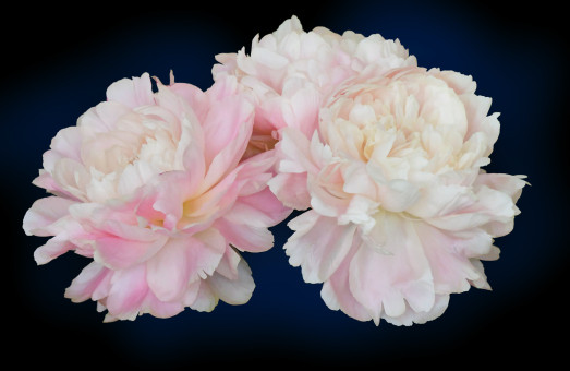 Lovely Peonies