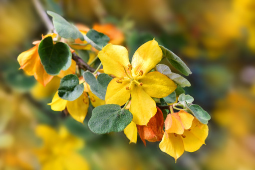 Springtime Is Wonderful