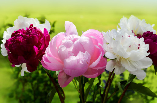 Peony Variety