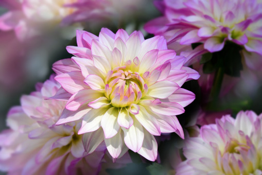 Summer Dahlia