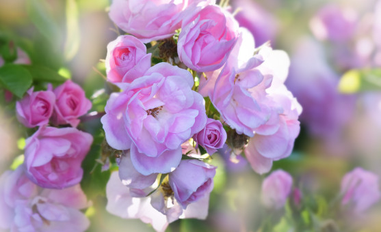 On A Sunny Morning Walk