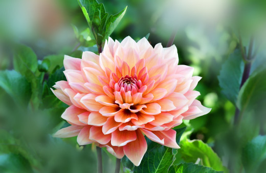 Preety Dahlia