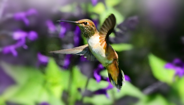 Rufous Hummingbird Flight