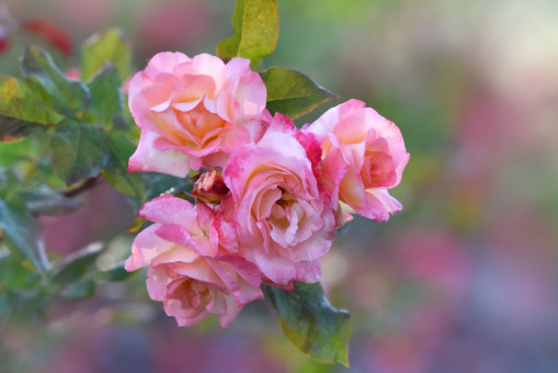 The Colors Of Summer