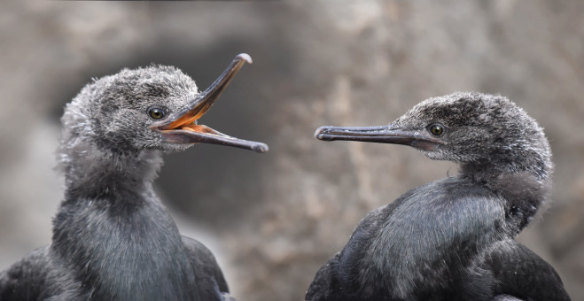 Juvenile Cormorants Banter