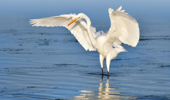 Lively Egret