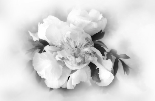 Peony Fascination