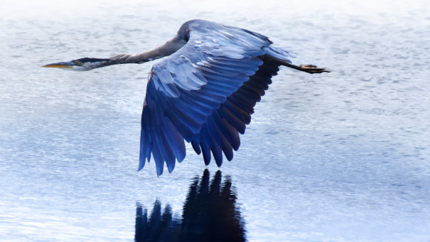 Heron's Flight