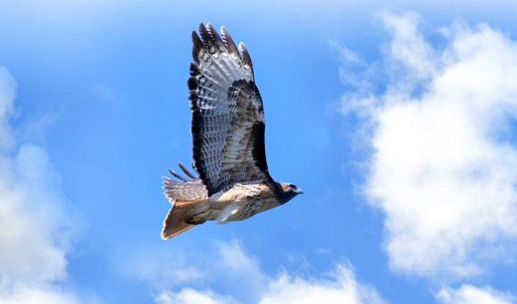 Soaring Red Tail